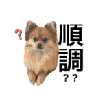 こたすたんぷ3（個別スタンプ：4）
