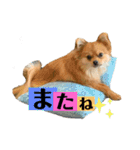 こたすたんぷ3（個別スタンプ：8）