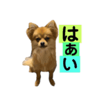 こたすたんぷ3（個別スタンプ：13）