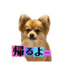 こたすたんぷ3（個別スタンプ：15）