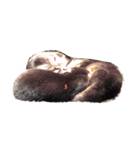 animal＆animal（個別スタンプ：1）