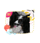 パピヨンのリロ♪ちゃんの「おめでとう」（個別スタンプ：3）