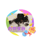 パピヨンのリロ♪ちゃんの「おめでとう」（個別スタンプ：8）
