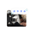 チワワのまろ 2（個別スタンプ：4）