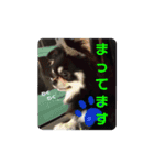 チワワのまろ 2（個別スタンプ：9）