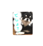 チワワのまろ 2（個別スタンプ：14）