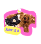 プードル・風太の使えるスタンプ（個別スタンプ：3）