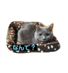 ミルクとミント（個別スタンプ：4）