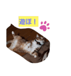 実写版MIX茶子さん（個別スタンプ：7）