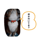 実写版MIX茶子さん（個別スタンプ：11）