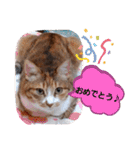 実写版MIX茶子さん（個別スタンプ：14）