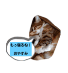 実写版MIX茶子さん（個別スタンプ：16）