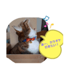 実写版MIX茶子さん（個別スタンプ：20）