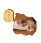 実写版MIX茶子さん（個別スタンプ：21）
