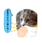 実写版MIX茶子さん（個別スタンプ：22）