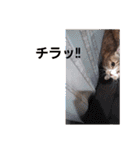 実写版MIX茶子さん（個別スタンプ：23）