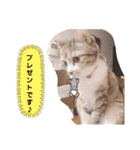 実写版MIX茶子さん（個別スタンプ：24）