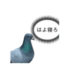 xxハトxx（個別スタンプ：2）