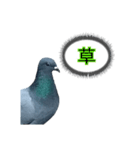 xxハトxx（個別スタンプ：6）