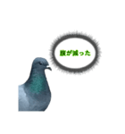 xxハトxx（個別スタンプ：7）