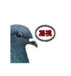 xxハトxx（個別スタンプ：11）