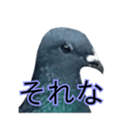 xxハトxx（個別スタンプ：15）