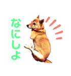 はなちゃん スタンプ 第1弾（個別スタンプ：1）