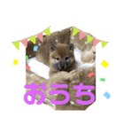 はなちゃん スタンプ 第1弾（個別スタンプ：11）