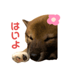 はなちゃん スタンプ 第1弾（個別スタンプ：13）