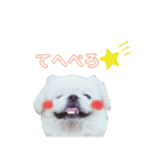白ペキニーズミルク（個別スタンプ：1）