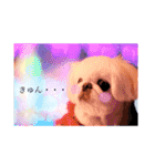 白ペキニーズミルク（個別スタンプ：3）