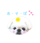 白ペキニーズミルク（個別スタンプ：4）