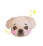 白ペキニーズミルク（個別スタンプ：5）