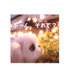 白ペキニーズミルク（個別スタンプ：7）