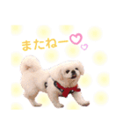 白ペキニーズミルク（個別スタンプ：12）