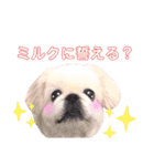 白ペキニーズミルク（個別スタンプ：13）
