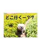 白ペキニーズミルク（個別スタンプ：14）