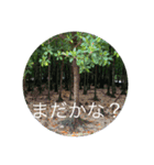 石垣島からのご挨拶（個別スタンプ：10）