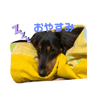 ごんべる（個別スタンプ：2）