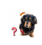 ごんべる（個別スタンプ：5）