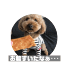 トイプーの日常(レオンver.①)（個別スタンプ：15）