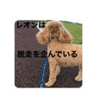 トイプーの日常(レオンver.①)（個別スタンプ：18）