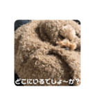 トイプーの日常(レオンver.①)（個別スタンプ：19）