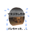 トイプーの日常(レオンver.①)（個別スタンプ：21）