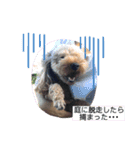 トイプーの日常(レオンver.①)（個別スタンプ：22）