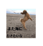 トイプーの日常(レオンver.①)（個別スタンプ：23）
