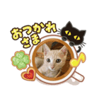 にゃー＆にゃー（個別スタンプ：5）