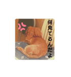 チェリー(  ´꒳`  )（個別スタンプ：4）