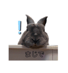 うさぎのマメマメくん。（個別スタンプ：5）