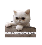 ペル幼少期（個別スタンプ：7）